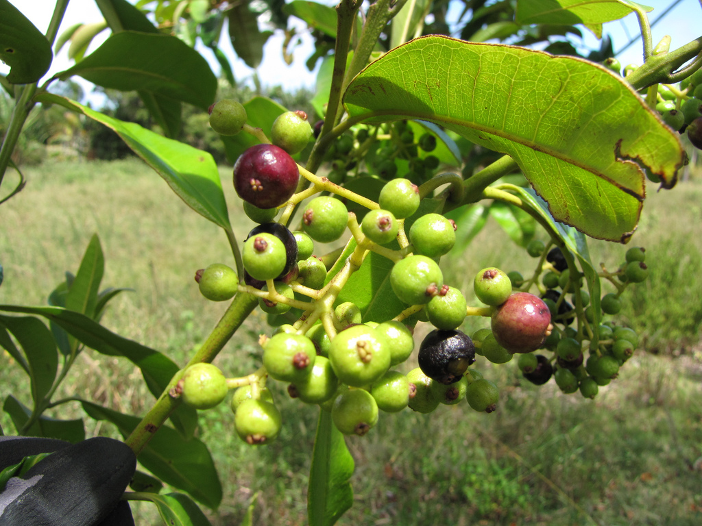 pimento babazuf